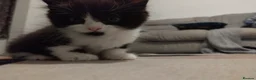 Mixed Breed cats for sale: Black and white kittens for sale in Weymouth - Advert 4