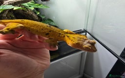 Gecko reptiles for sale: Fully functional Paladarium - Image 7