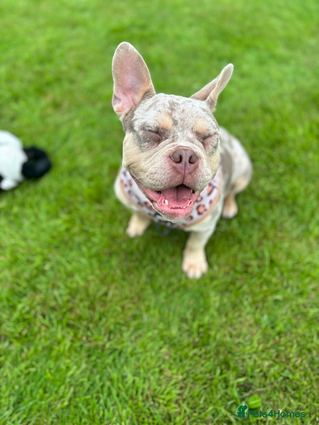 Mixed Breed dogs for sale: Coco - Merle Frenchie x Pocket Bully  - Image 4