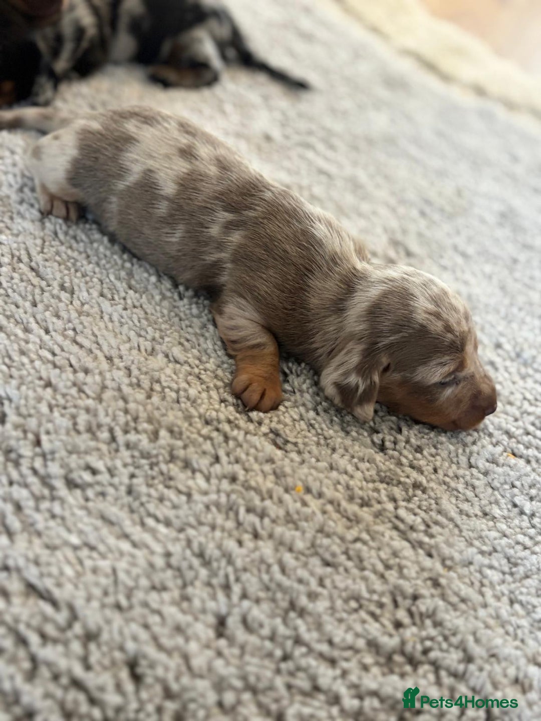 Dachshund dogs for sale: dogs  - Advert 7