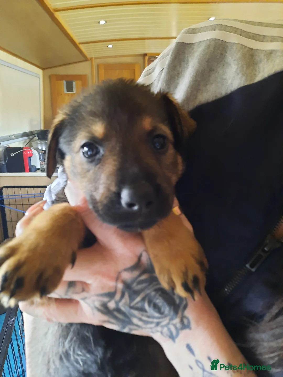 Mixed Breed dogs for sale: Rottweiler X German Shepherd Puppies  in Bristol - Advert 26