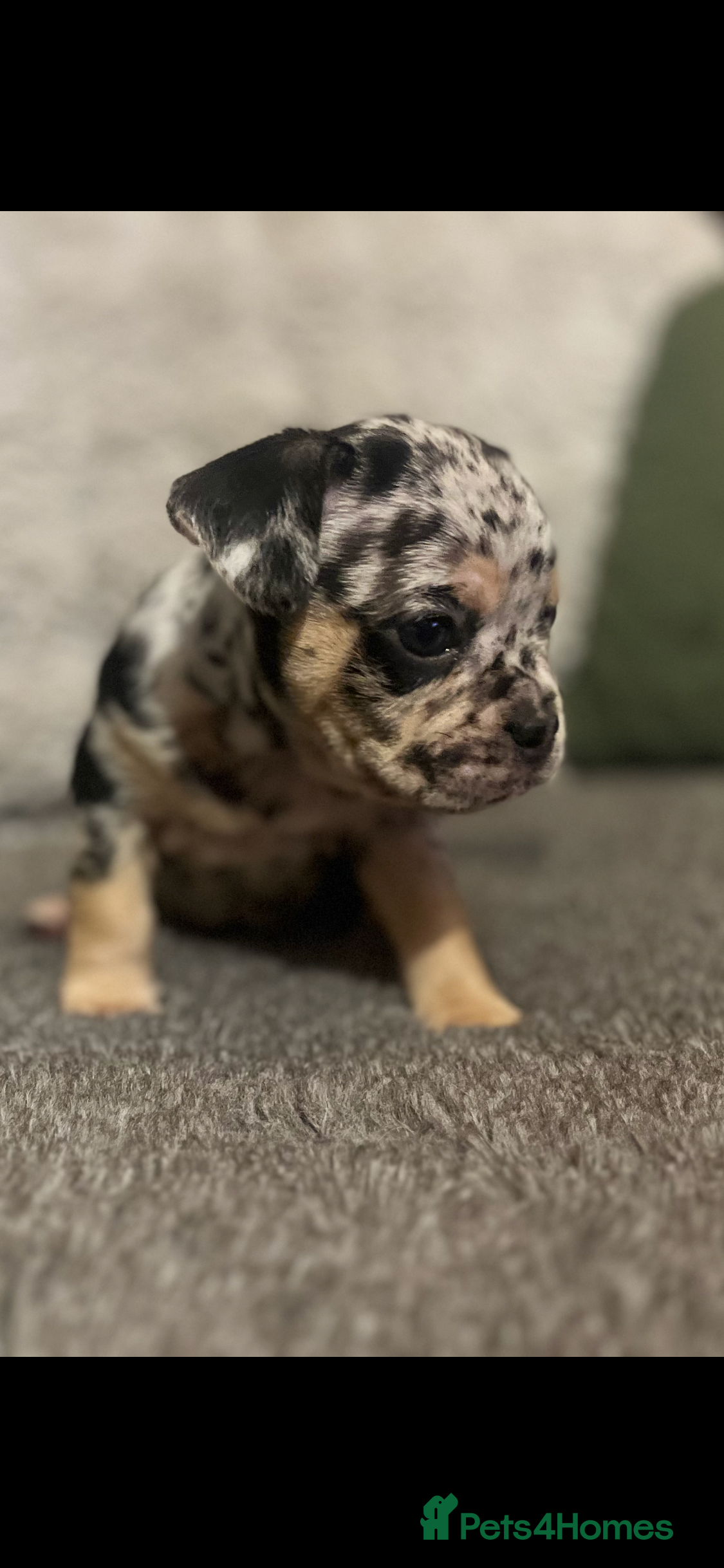 Mixed Breed dogs  French bulldog 1/4 chihuahua puppies  - Advert 1