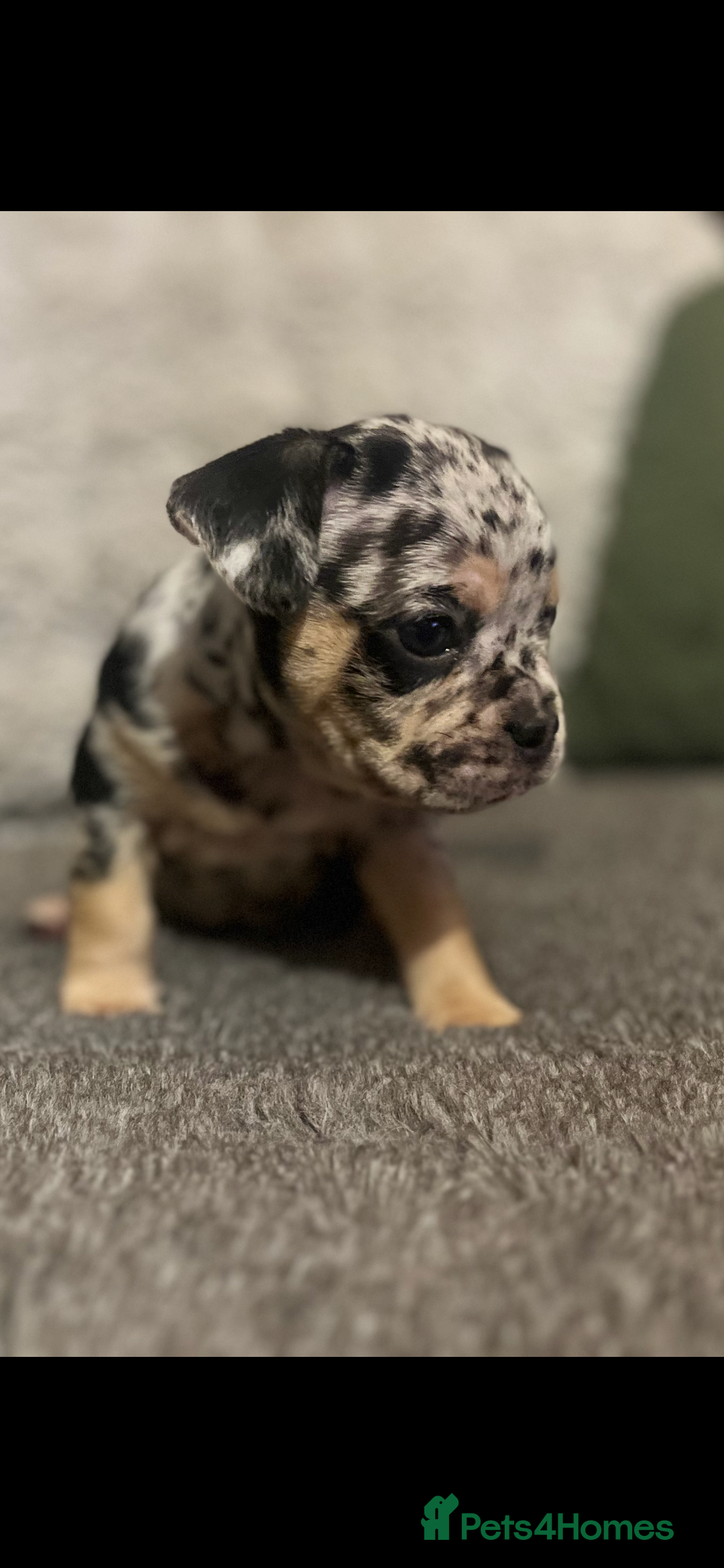 Mixed Breed dogs for sale:  French bulldog 1/4 chihuahua puppies  - Advert 1