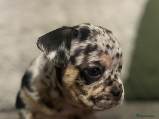 Mixed Breed dogs French bulldog 1/4 chihuahua puppies - Advert 1