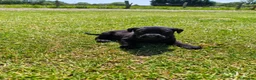 Labrador Retriever dogs for sale: 🐾 Beautiful Labrador Puppies – KC Registered 🐾 - Advert 22