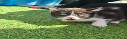 Mixed Breed cats for sale: Beautiful kittens in Norwich - Advert 2