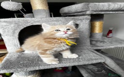Maine Coon cats for sale: Ginger Polydactyl Main Coon kittens available - Image 6