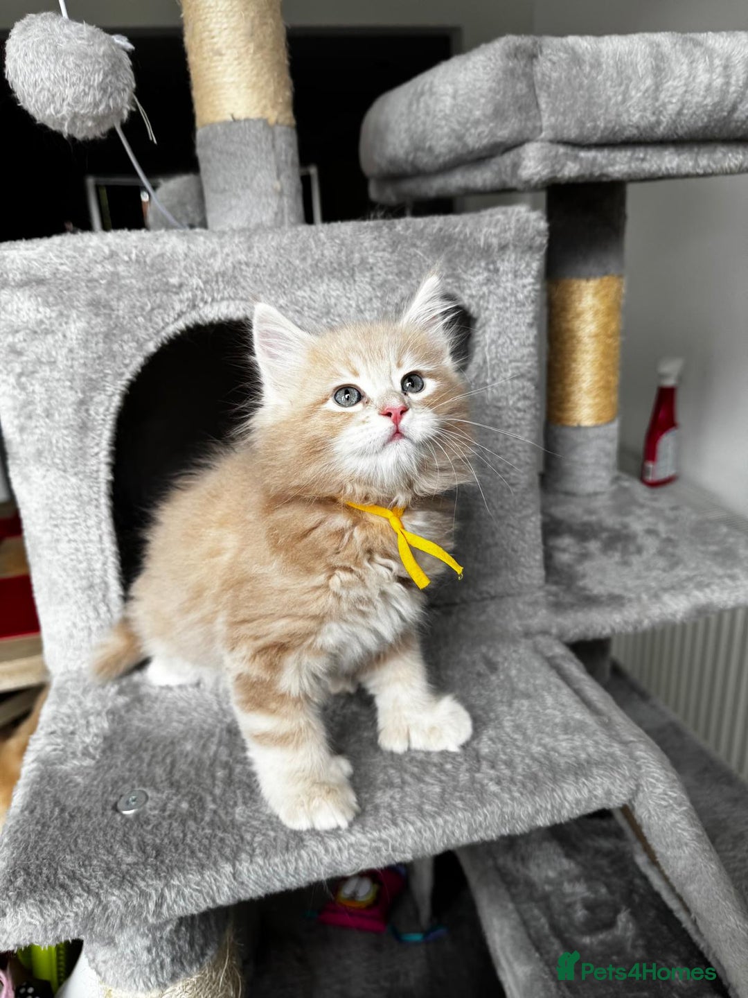 Maine Coon cats for sale: Ginger Polydactyl Main Coon kittens available - Image 6