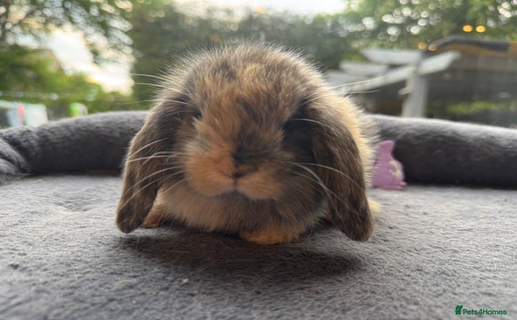 Mini Lop rabbits - Advert 3