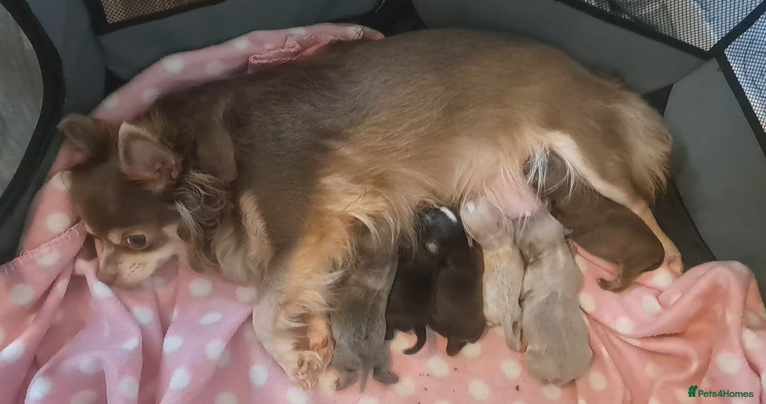 Chihuahua dogs for sale: Long Coat Chihuahua Puppies for Sale - Advert 15