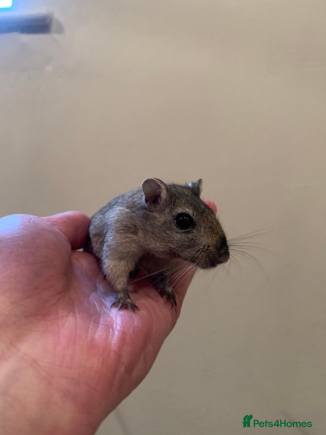 Gerbil rodents for sale: extremely friendly female gerbils - Advert 6