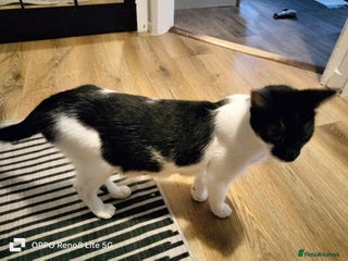 Domestic Shorthair cats Kittens - Advert 14