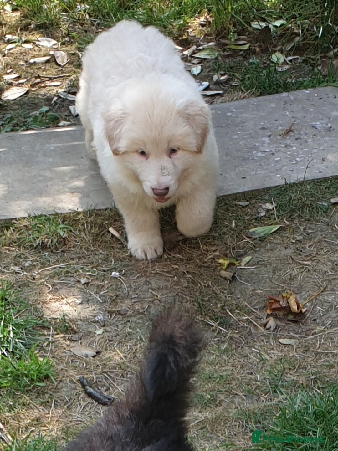 German Shepherd dogs for sale: German Shepherd pups ready end of August  - Image 9