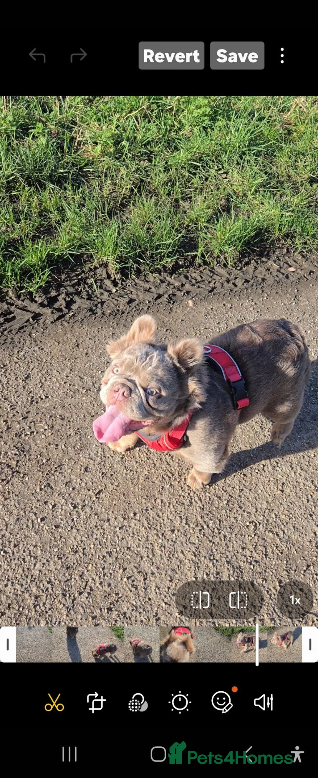 French Bulldog dogs for stud: Solo fluffy French bulldog  - Advert 6