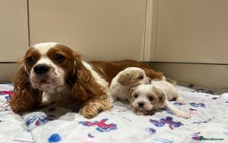 Cavalier King Charles Spaniel dogs for sale: Beautiful Cavalier Cross Maltese Puppies  - Advert 7