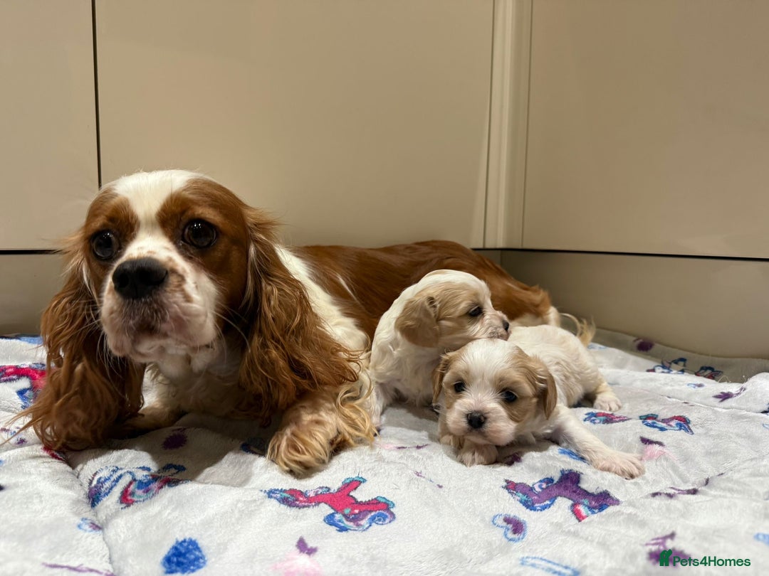 Cavalier King Charles Spaniel dogs for sale: Beautiful Cavalier Cross Maltese Puppies  - Advert 7