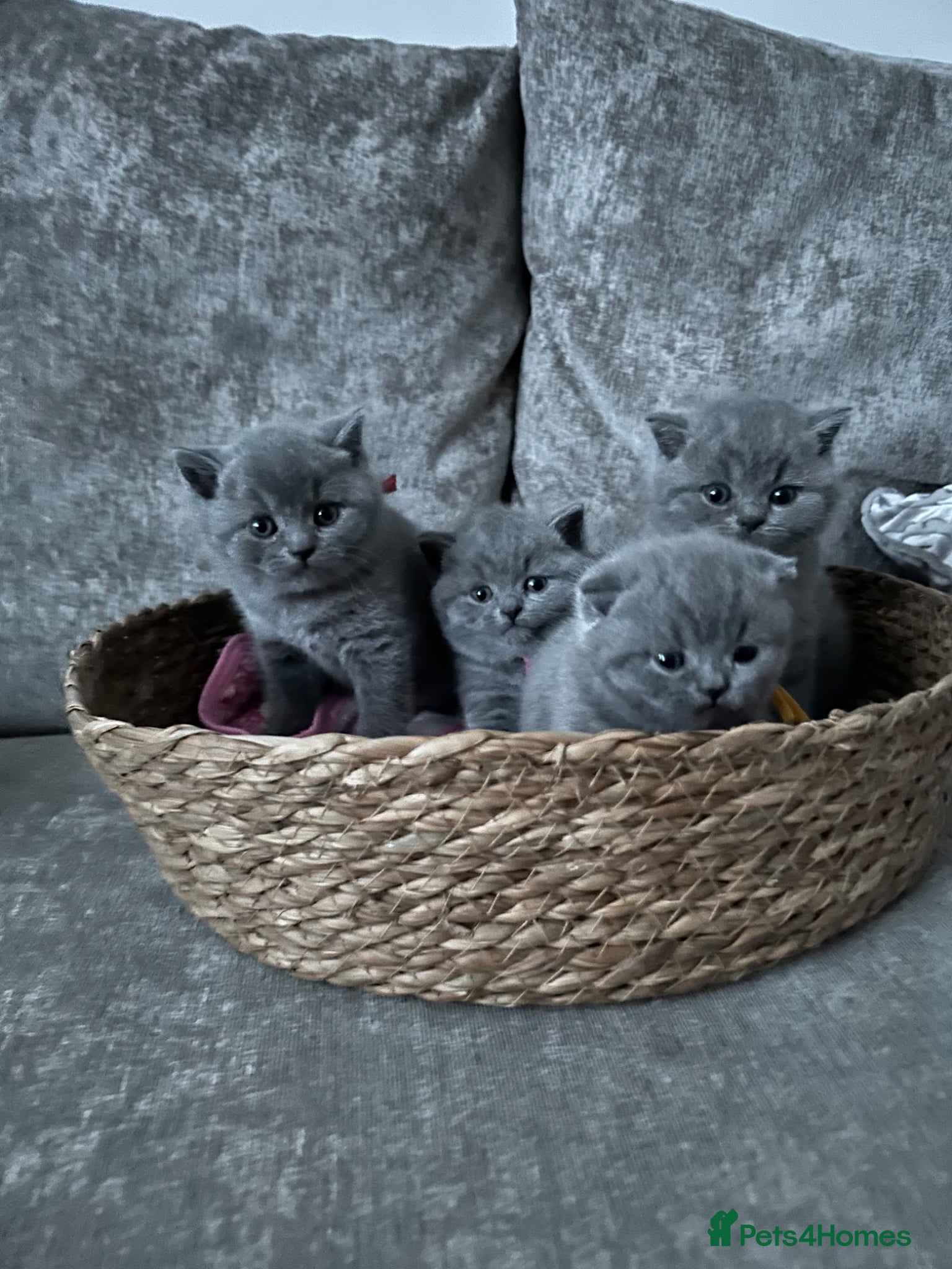 British Shorthair cats Gccf registered litter British short hair  - Advert 12