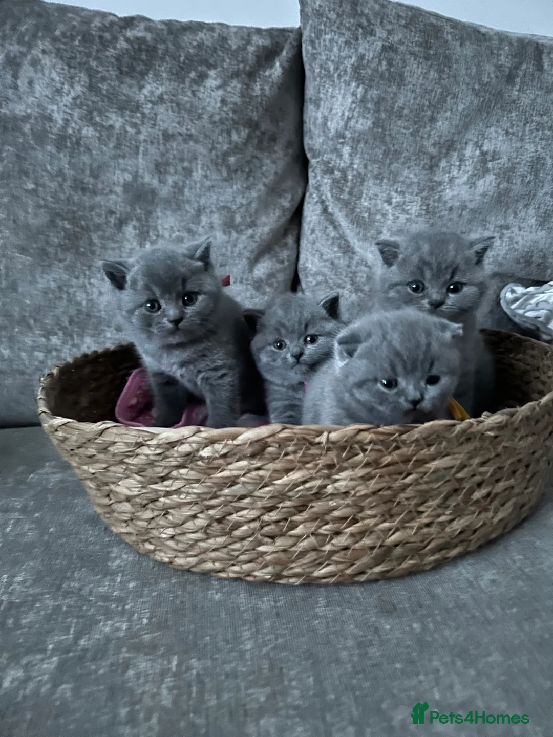 British Shorthair cats for sale: Gccf registered litter British short hair  - Advert 1
