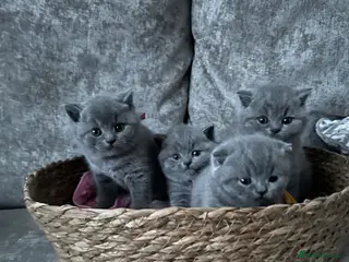 British Shorthair cats Gccf registered litter British short hair - Advert 2