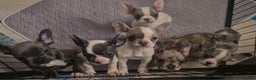 French Bulldog dogs for sale: 5 french bulldogs left!! Ready now! - Advert 13