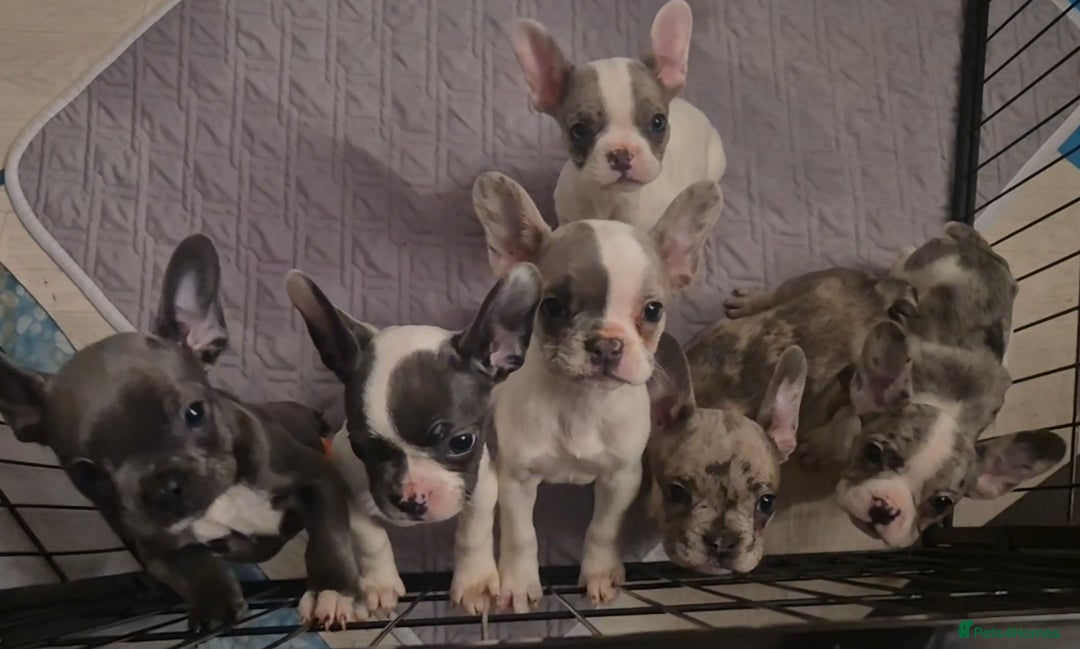 French Bulldog dogs for sale: 5 french bulldogs left!! Ready now! - Advert 13