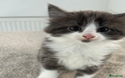 Ragdoll cats for sale: RAGDOLL MIX KITTENS FOR SALE - Image 11