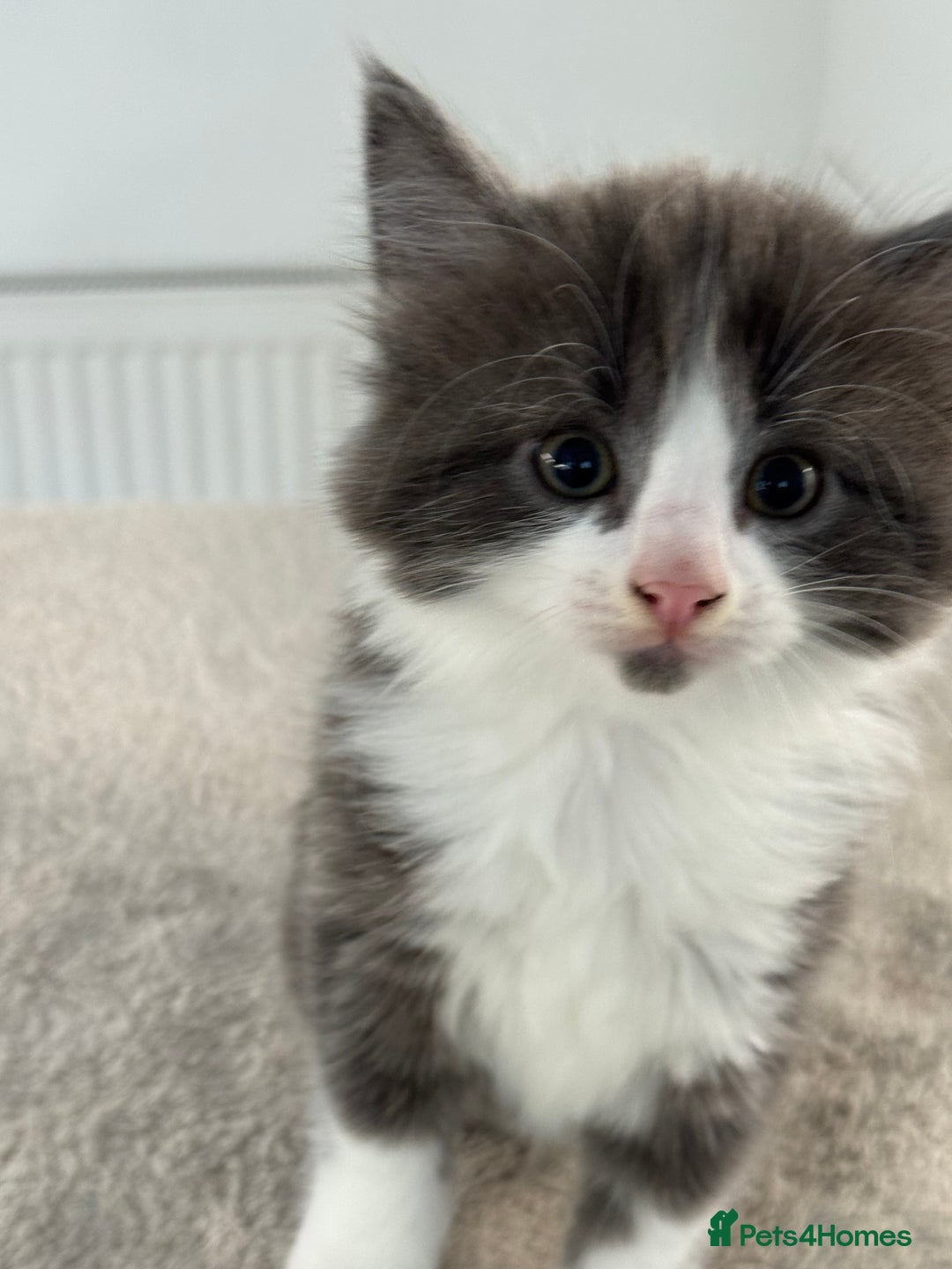 Ragdoll cats for sale: RAGDOLL MIX KITTENS FOR SALE - Image 11