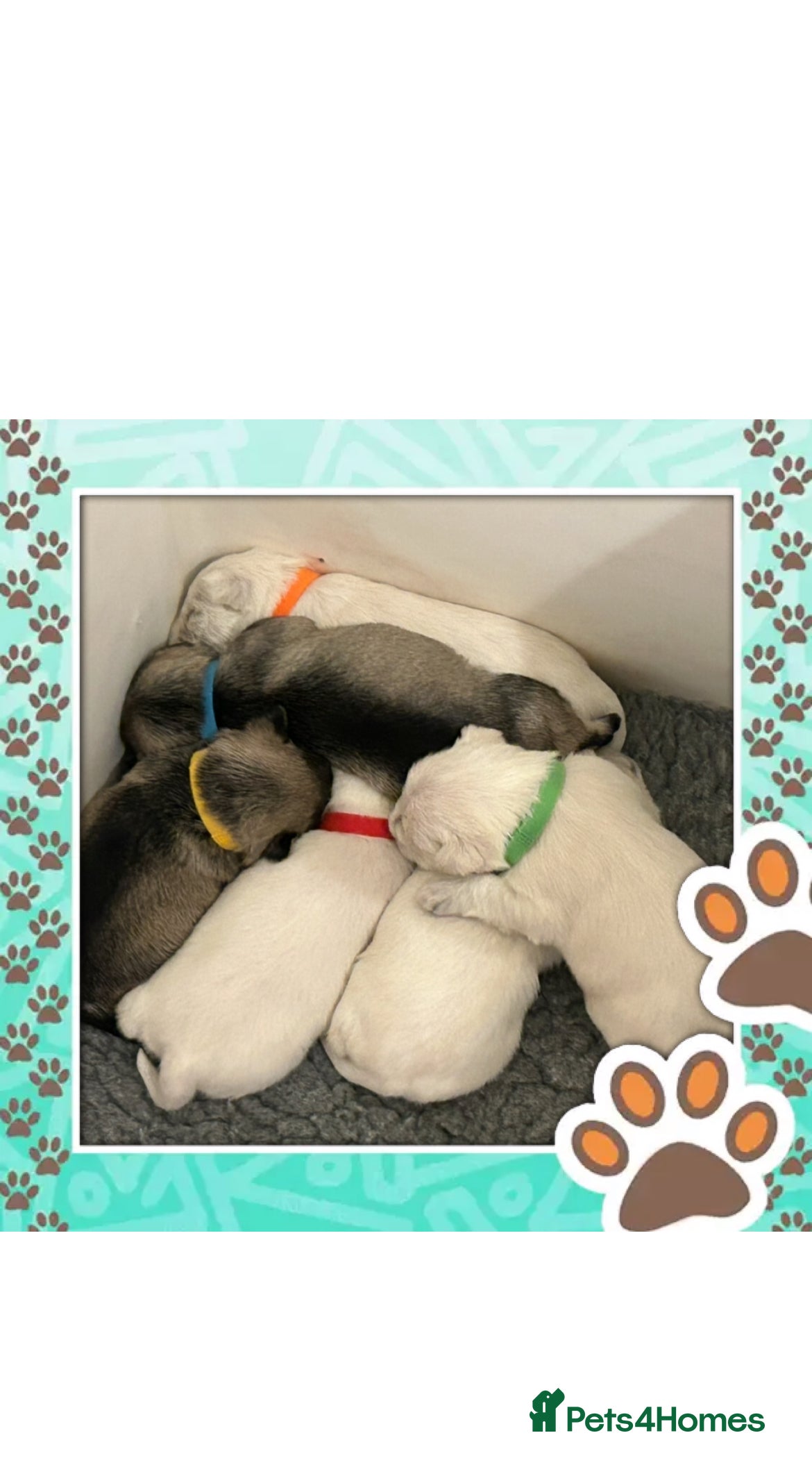 Miniature Schnauzer dogs Stunning KC Reg Miniature Schnauzers - Advert 4