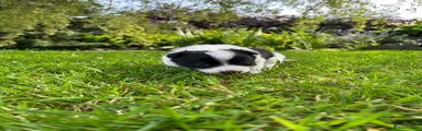 Border Collie Puppy 3