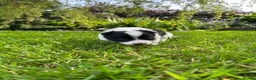 Border Collie dogs for sale: Adorable Border Collie puppies  - Advert 30
