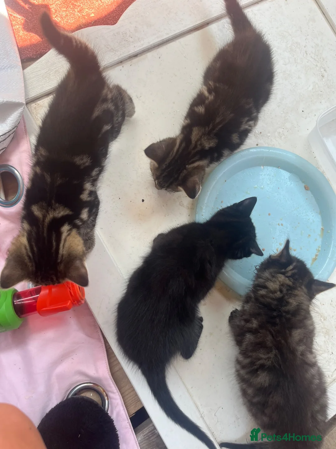 Mixed Breed cats for sale: Kittens for sale  - Advert 2