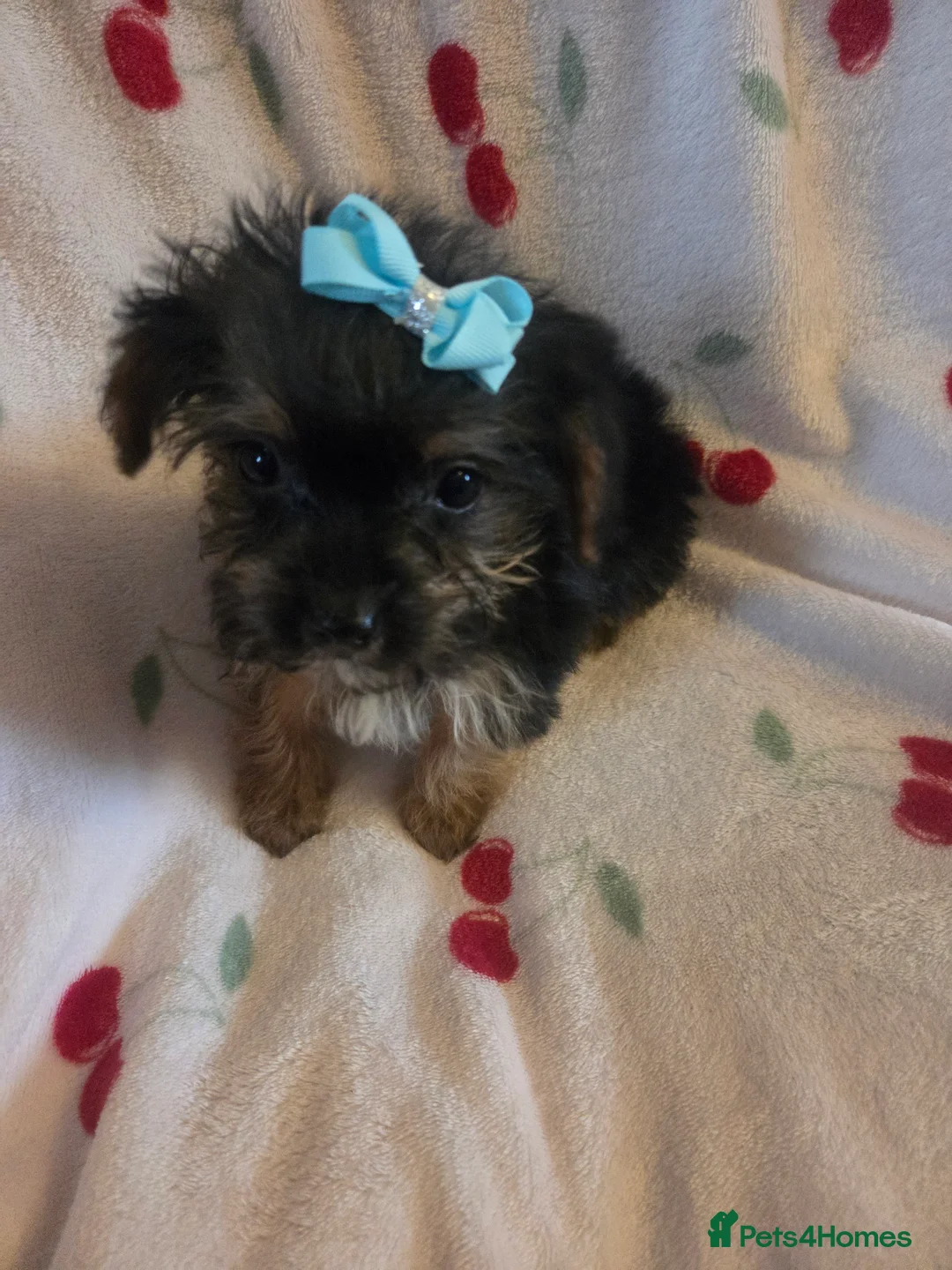 Mixed Breed dogs for sale: Yorkshireterrier xjackrussell  - Advert 18
