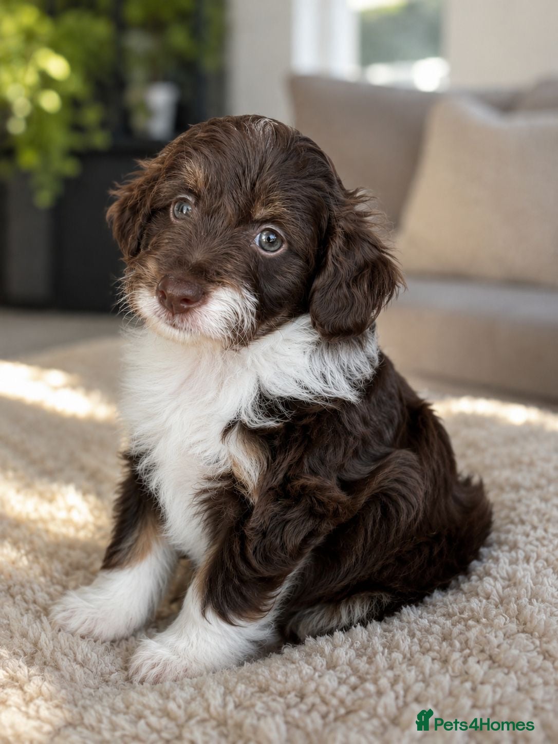 Aussiedoodle dogs Toy Aussiedoodles ✨ 🐾 - Advert 1