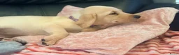 Labrador Retriever dogs for sale: Kc registered Labrador puppies - Advert 8