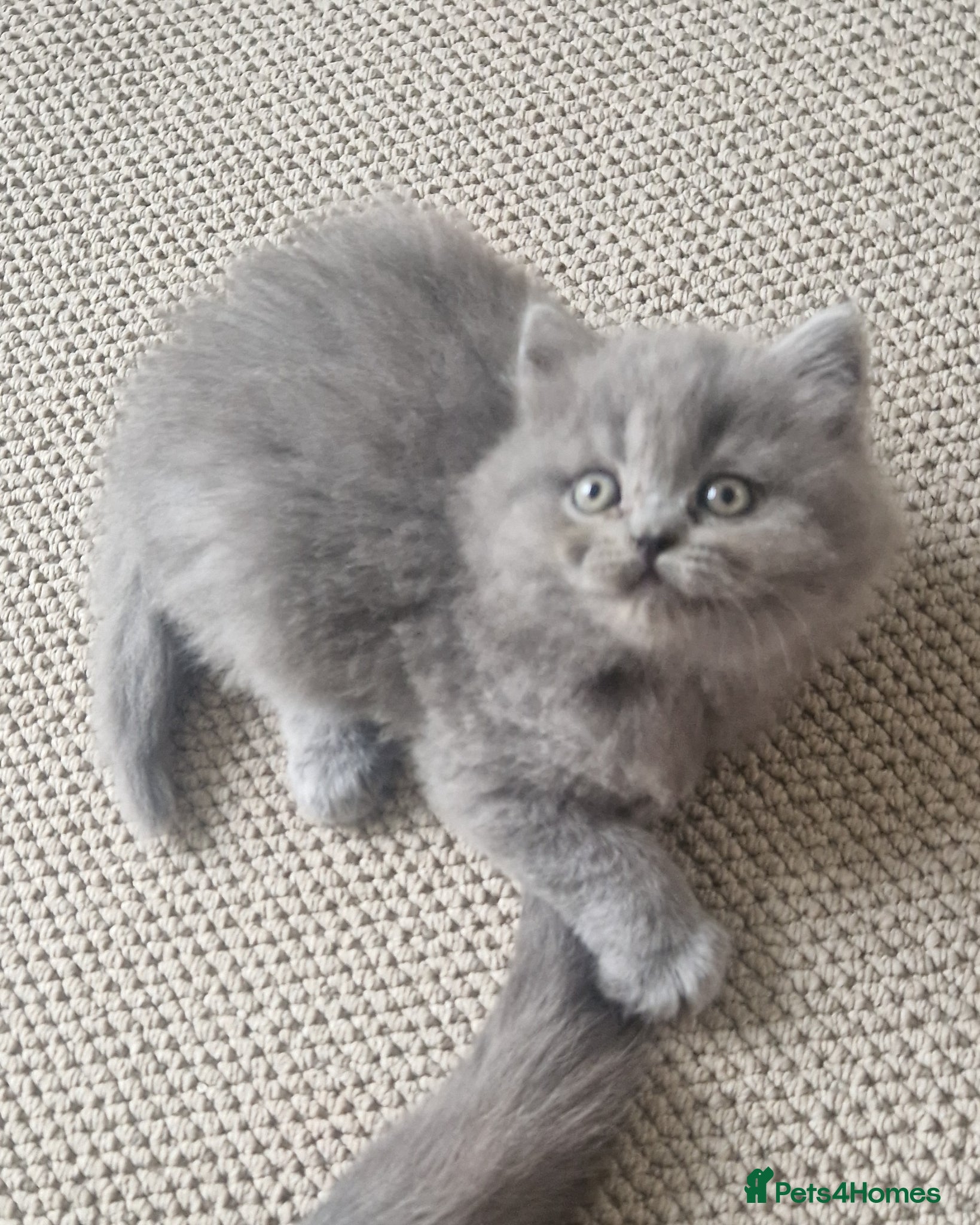 British Shorthair cats for sale: GCCF PEDIGREE BRITISH SHORTHAIR, BLUE, VIEW NOW - Advert 5