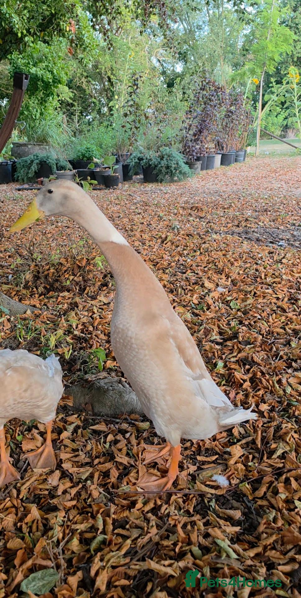 Ducks poultry Male Runner Duck  - Advert 18