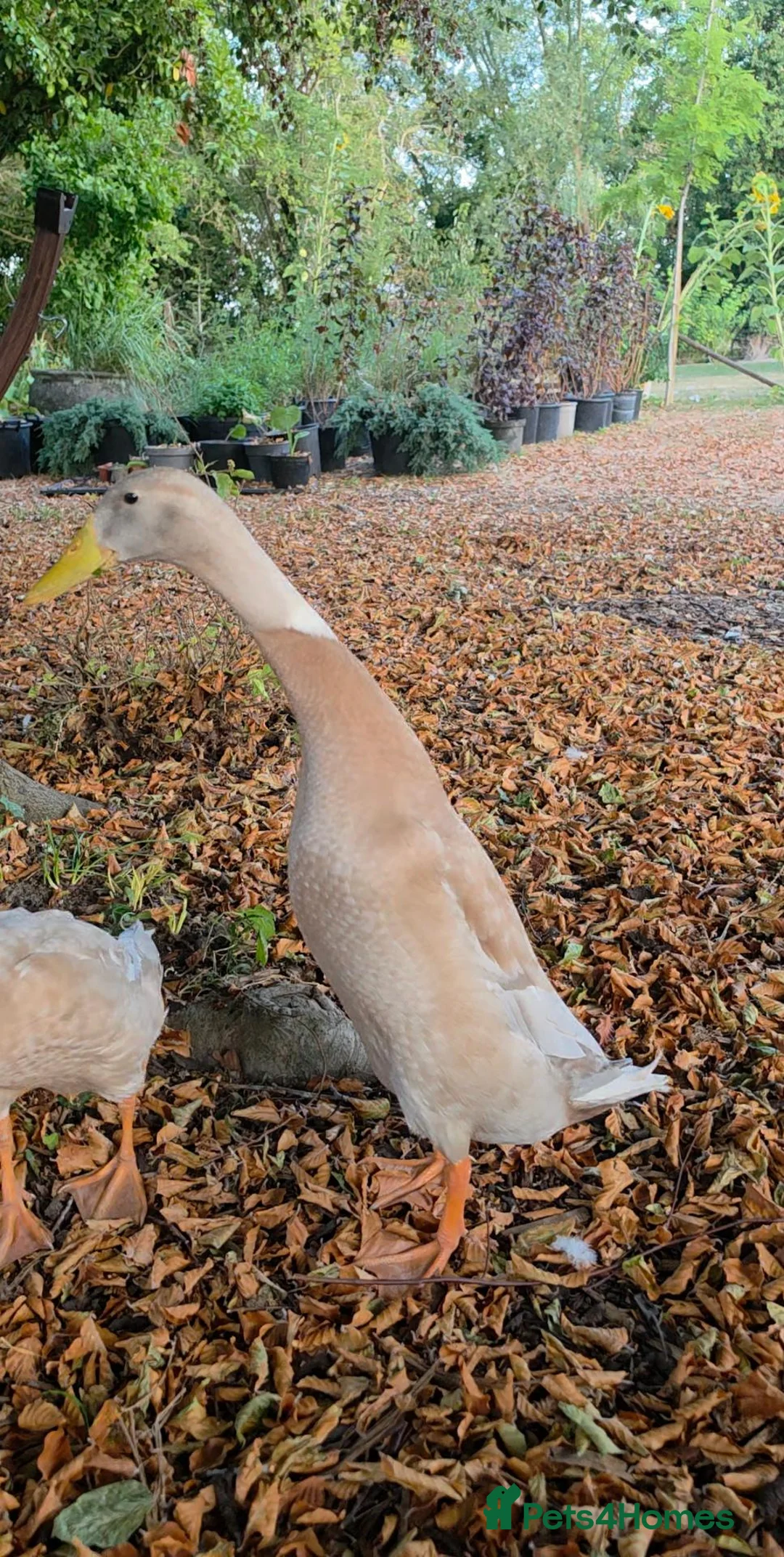Ducks poultry for sale: Male Runner Duck  in Royston - Advert 1