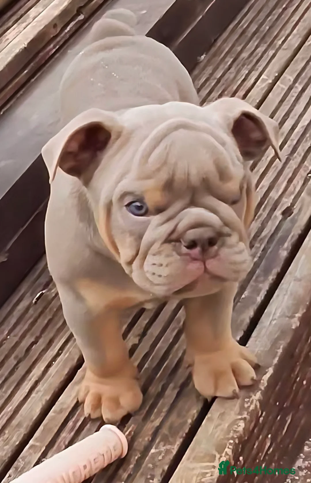 English Bulldog dogs for sale: Rare opportunity- grandpups of Burleybullz Nemesis - Advert 2