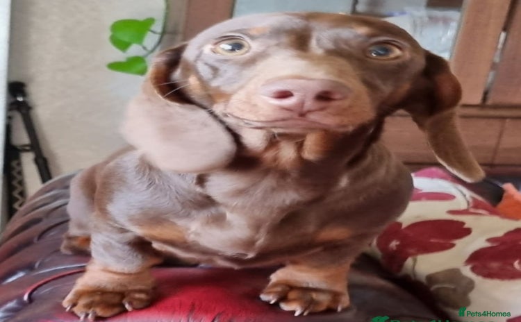 Dachshund dogs - Advert 2