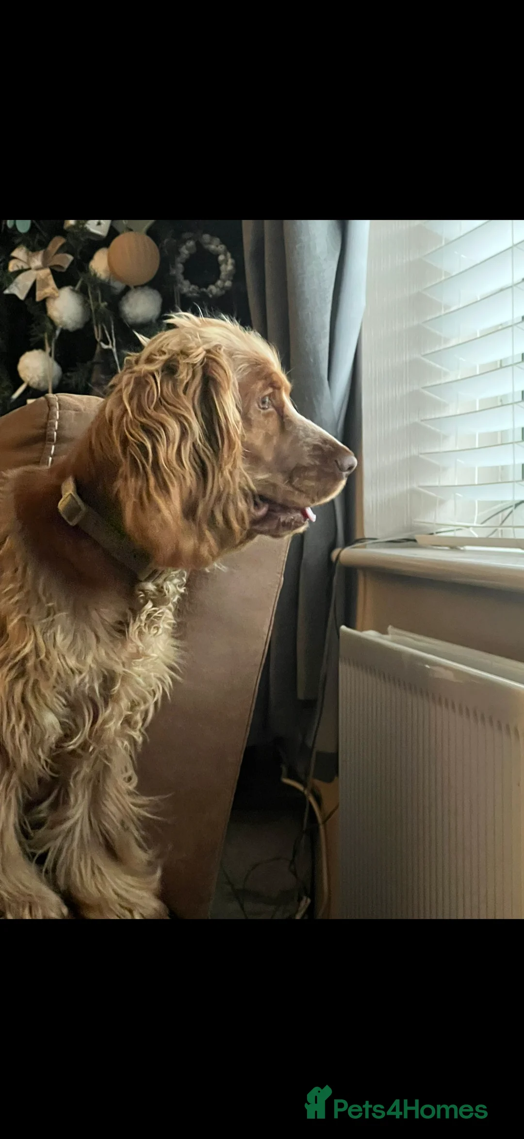 Cocker Spaniel dogs for sale: Penelope - Advert 5