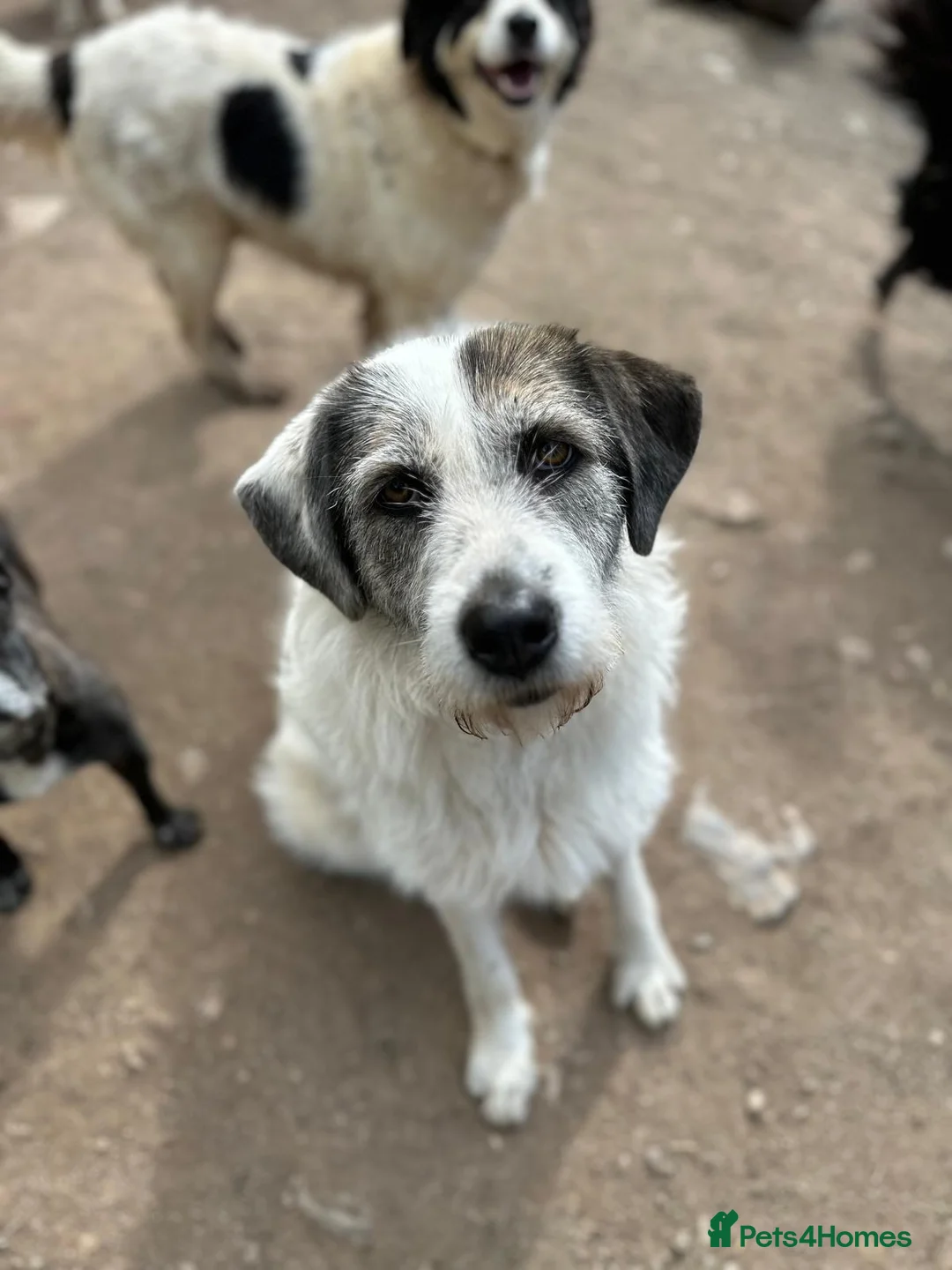 Mixed Breed dogs for adoption: Bella 🩷 - Advert 1