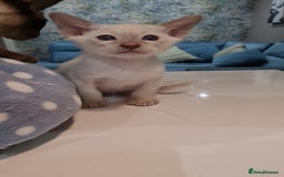 Siamese cats for sale: Siamese kittens 2 Chocolatepoint, 2 boys Bluepoint - Image 13