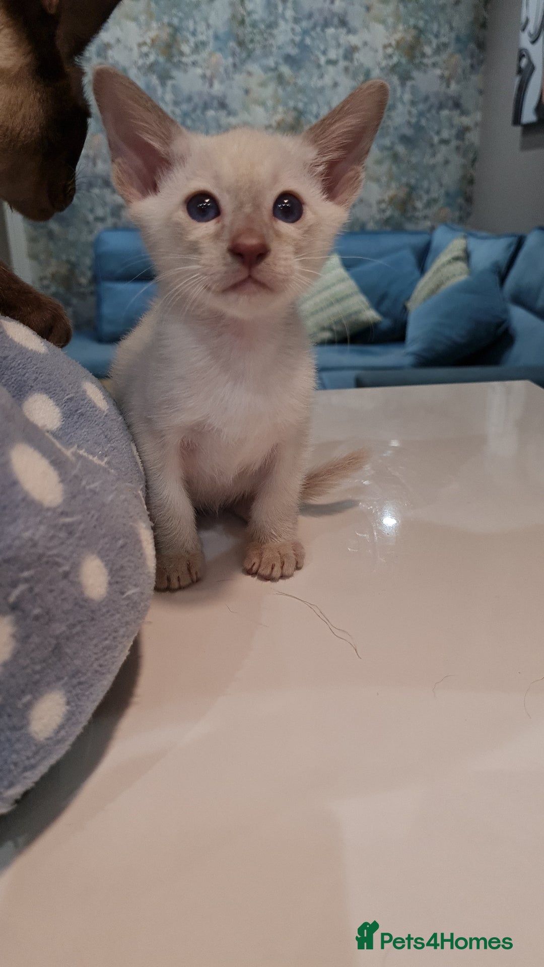 Siamese cats for sale: Siamese kittens 2 Chocolatepoint, 2 boys Bluepoint - Image 13