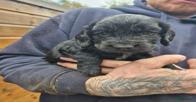 Cocker Spaniel dogs - Advert 8