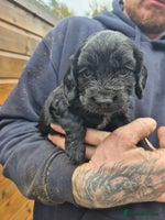 Cocker Spaniel dogs - Advert 13