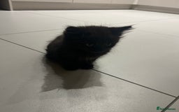 British Longhair cats for sale: Black/Brown boy kittens - Image 8