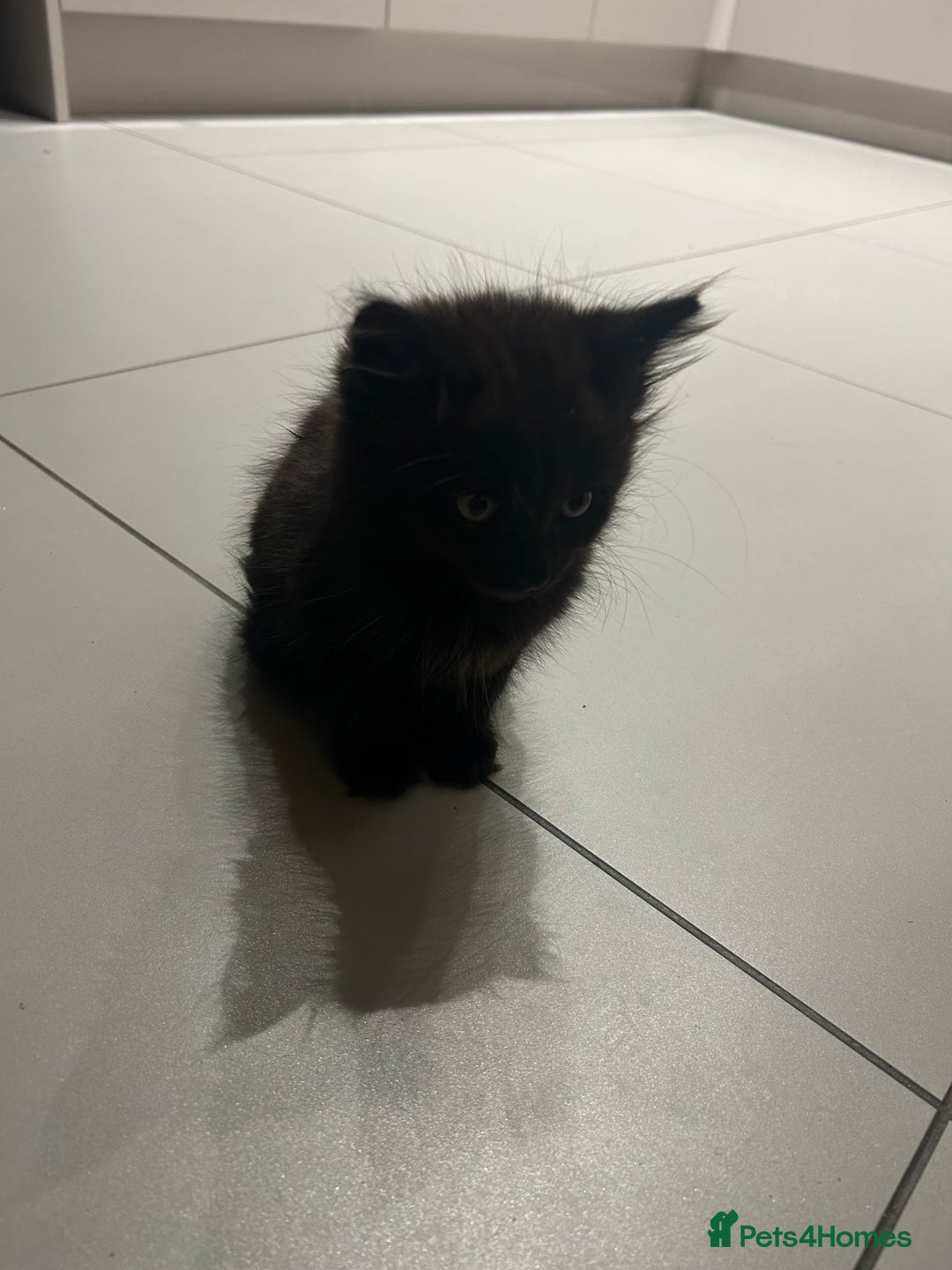 British Longhair cats for sale: Black/Brown boy kittens - Image 8