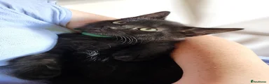 Maine Coon 1