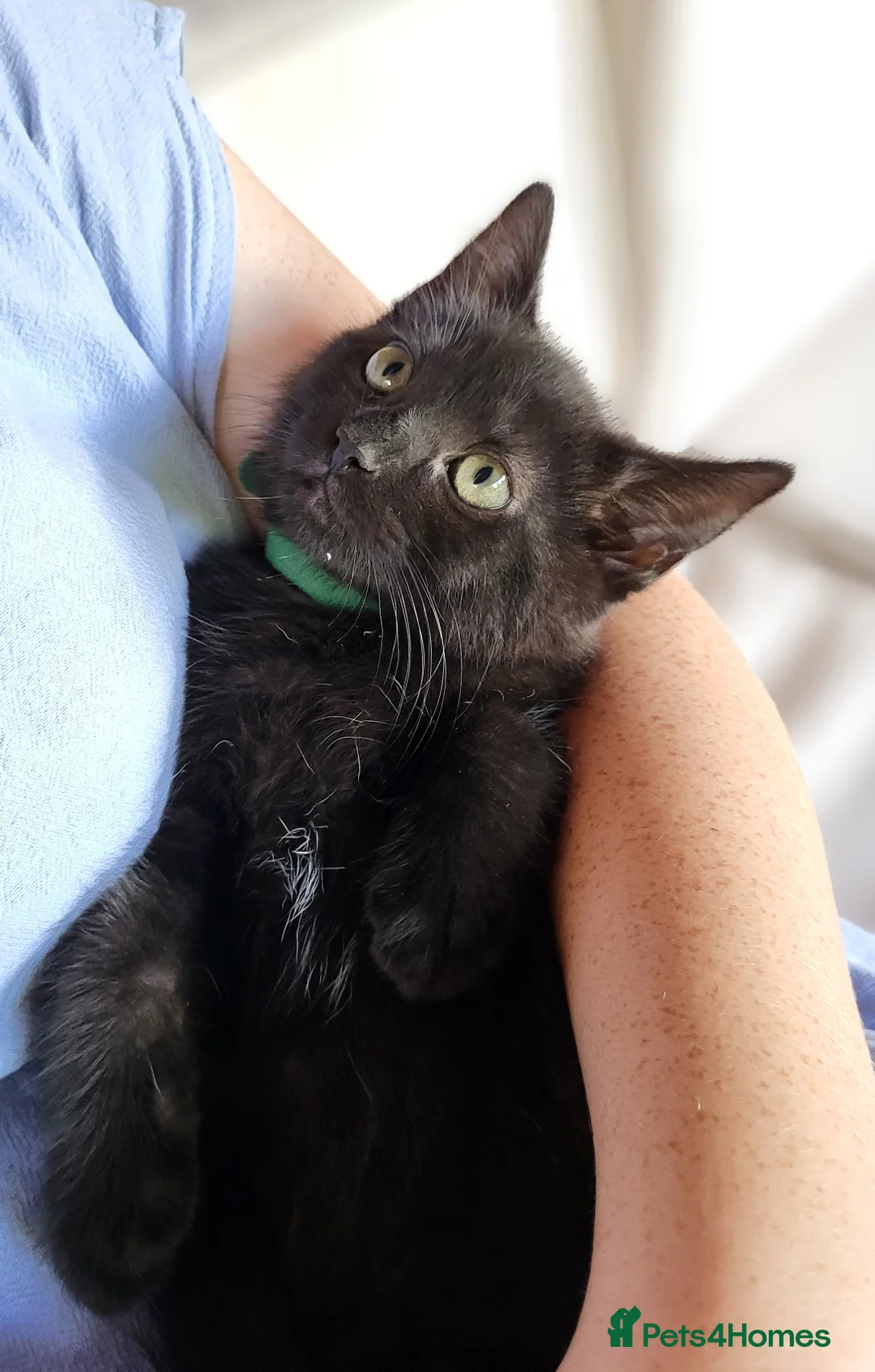 Maine Coon cats for sale: 1 Gorgeous girl left from litter of Maine Coon x  - Advert 12