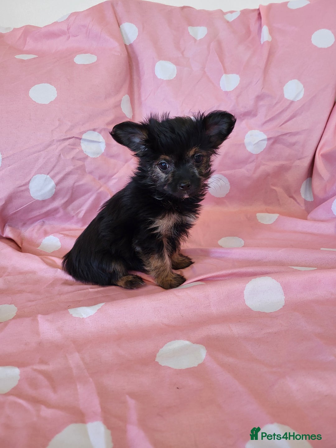 Chorkie dogs for sale: Yorkshire terrier x chihuahua (chorkie) - Image 8